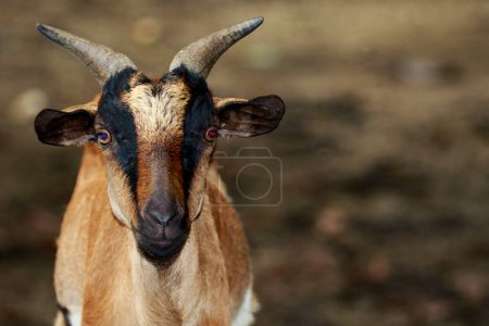 Photo for "Image of a brown goat on nature background. Farm Animals." - Royalty Free Image