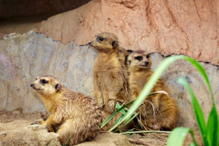 Téléchargez les photos : "Group of Meerkat (Suricata suricatta) on nature background. Wildlife Animals." - en image libre de droit