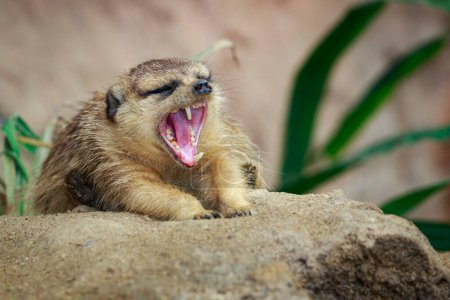 Téléchargez les photos : "Image de suricate à bouche ouverte (Suricata suricatta) sur fond de nature. Animaux sauvages." - en image libre de droit