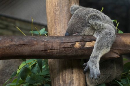 Photo for "Image of a koala bear sleep on tree. Wild Animals." - Royalty Free Image