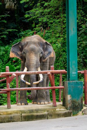 Téléchargez les photos : Image de l'éléphant d'Asie sur fond de nature. Animaux sauvages. - en image libre de droit