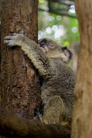 Foto de "Imagen de un oso koala durmiendo en el árbol. Animales salvajes." - Imagen libre de derechos