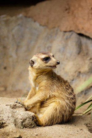 Téléchargez les photos : "L'image de Meerkat était assise (Suricata suricatta) sur le sol. Animaux sauvages." - en image libre de droit