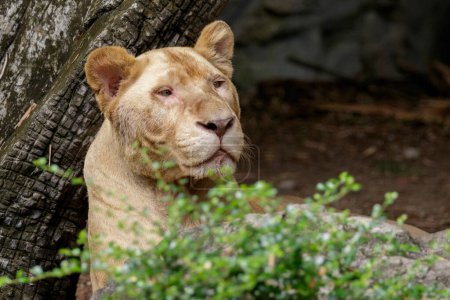 Photo for "Image of a female lion on nature background. Wildlife Animals." - Royalty Free Image