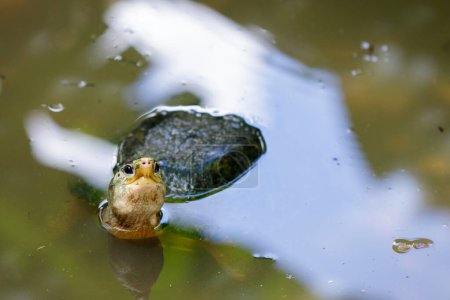 Foto de "Imagen de tortuga caja del sur de Asia o terrapina caja siamesa (Cuora amboinensis) en el agua. Reptil. Animales.." - Imagen libre de derechos