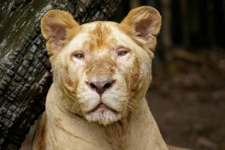 Foto de "Imagen de una leona sobre el fondo de la naturaleza. Animales de vida silvestre." - Imagen libre de derechos