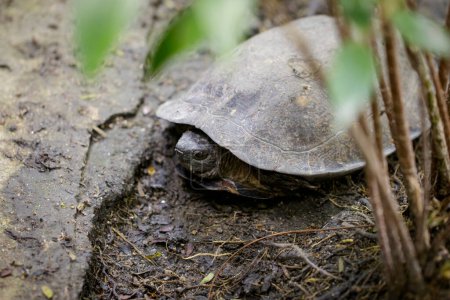 Foto de "Imagen de Giant Asian Pond Turtle, Asian Giant Terrapin (Heosemys Grandis) en el suelo. Reptil. Animales.." - Imagen libre de derechos