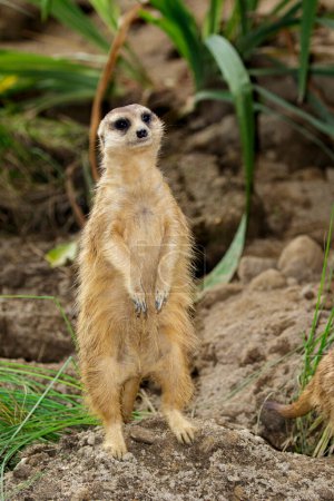Téléchargez les photos : "Image de Meerkat (Suricata suricatta) sur fond de nature. Animaux sauvages." - en image libre de droit