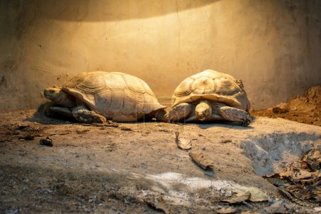 Foto de "Image of Sulcata tortoise Turtle or African spurred tortoise (Geochelone sulcata) on the floor. reptile. Animals." - Imagen libre de derechos