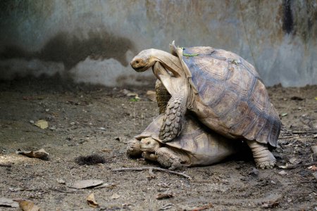 Foto de "Imagen de la tortuga Sulcata La tortuga o la tortuga africana (Geochelone sulcata) se reproducen. reptil. Animales.." - Imagen libre de derechos