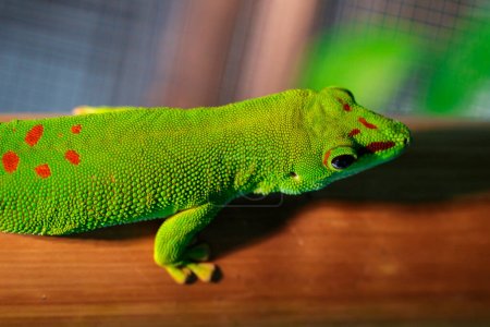 Foto de "Imagen de un gecko gigante de Madagascar (Phelsuma grandis) sobre fondo natural. reptil. Animales.." - Imagen libre de derechos