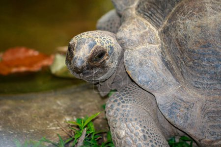 Photo for "Image of Elongated tortoise Turtle(Indotestudo elongata) on the floor. reptile. Animals." - Royalty Free Image
