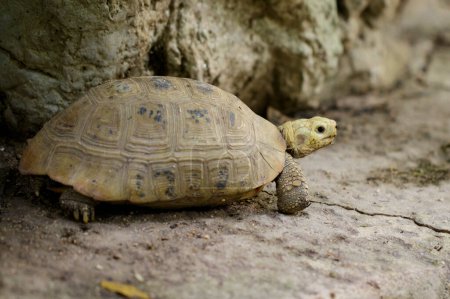 Téléchargez les photos : "Image de Tortue tortue élongée (Indotestudo elongata) sur le sol. reptile. Animaux." - en image libre de droit