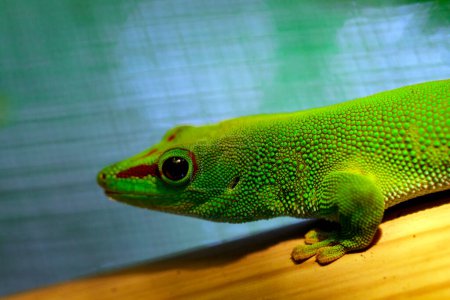 Foto de Imagen de un gecko gigante de Madagascar (Phelsuma grandis) sobre fondo natural. reptil. Animales. - Imagen libre de derechos