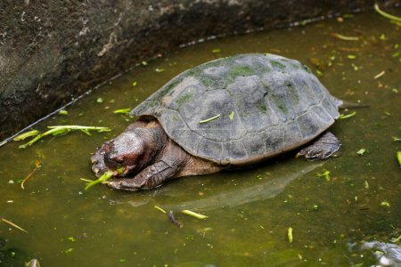 Foto de "Imagen de Giant Asian Pond Turtle, Asian Giant terrapin (Heosemys Grandis) en el agua. Reptil. Animales.." - Imagen libre de derechos