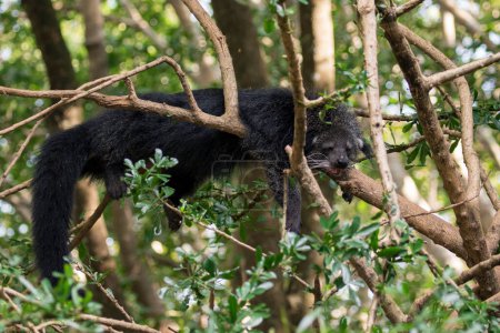 "Image of a binturong or bearcat on the tree on nature background. Wild animals."