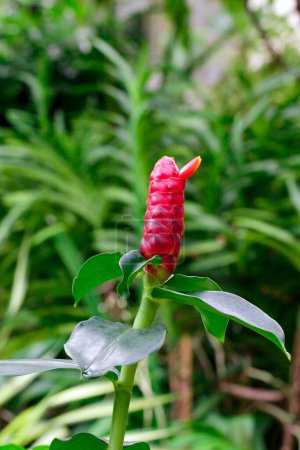 Foto de "Image of Red Button Ginger or Costus woodsonii or Red Malay Ginger in the garden." - Imagen libre de derechos