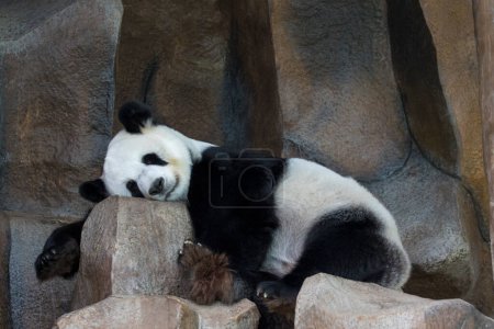 Téléchargez les photos : "Image of a panda is sleeping on the rocks. Wild Animals." - en image libre de droit