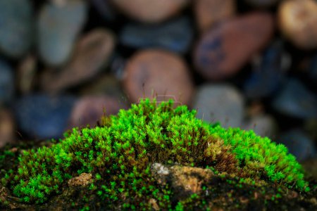 Téléchargez les photos : "Image d'herbe verte sur les rochers dans le jardin." - en image libre de droit