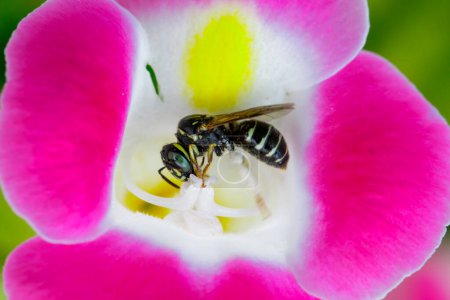 Foto de "Imagen de la abeja posada sobre la flor sobre el fondo de la naturaleza. Animales de insectos
." - Imagen libre de derechos