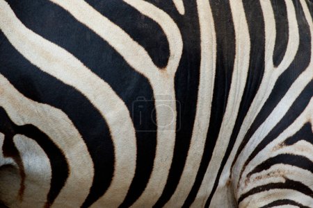 Photo for "Abstract background skin of a zebra, white and black color. Wild Animals." - Royalty Free Image