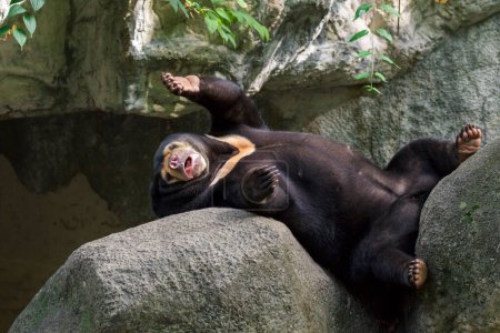 Téléchargez les photos : "Image d'un ours malais se détendre sur les rochers. Animaux sauvages." - en image libre de droit