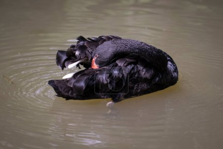 Téléchargez les photos : "Image d'un cygne noir sur l'eau. Animaux sauvages." - en image libre de droit