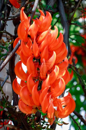 Photo for "Flower of New Guinea creeper, Red Lade Vine in the garden" - Royalty Free Image