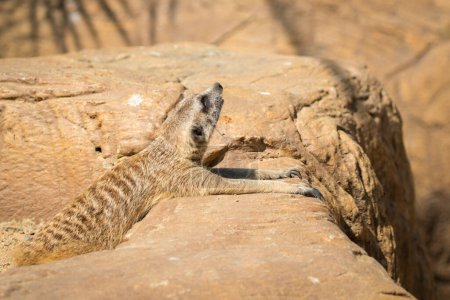 Téléchargez les photos : "Image d'un suricate ou d'un suricate sur fond naturel. Animaux sauvages
." - en image libre de droit