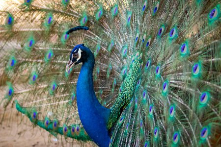 Foto de "Imagen de un pavo real mostrando sus hermosas plumas. animales salvajes
." - Imagen libre de derechos