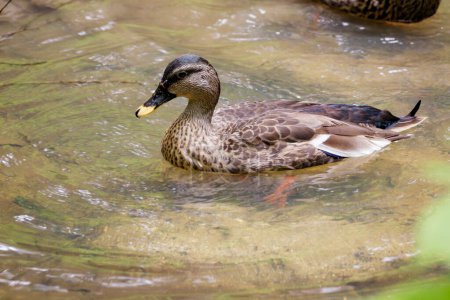 Photo for "Image of a brown duck on water. Farm Animals." - Royalty Free Image