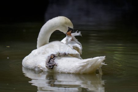 Foto de "Imagen de un cisne blanco en el agua. Animales de vida silvestre." - Imagen libre de derechos