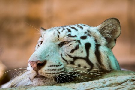 Téléchargez les photos : Image d'un tigre blanc sur fond de nature. Animaux sauvages - en image libre de droit
