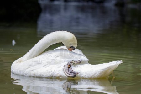 Foto de "Imagen de un cisne blanco en el agua. Animales de vida silvestre." - Imagen libre de derechos