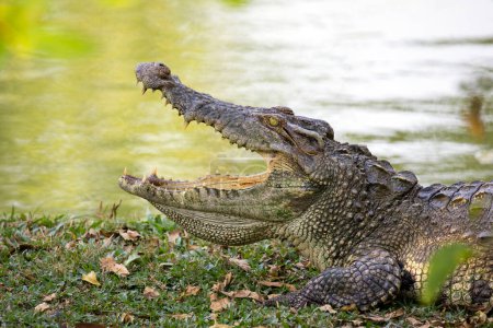 Foto de "Imagen de un cocodrilo en la hierba. Animales reptiles
." - Imagen libre de derechos