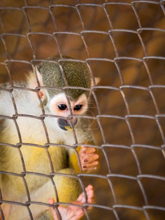 Téléchargez les photos : "Image d'un singe écureuil dans la cage. Animaux sauvages
." - en image libre de droit