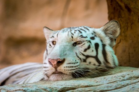 Téléchargez les photos : "Image d'un tigre blanc sur fond de nature. Animaux sauvages
." - en image libre de droit