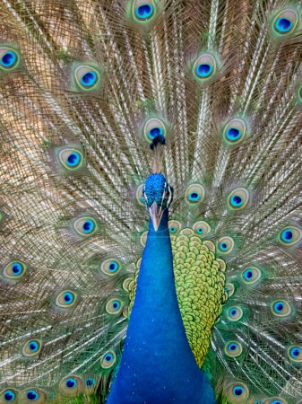 Photo for "Image of a peacock showing its beautiful feathers. wild animals." - Royalty Free Image