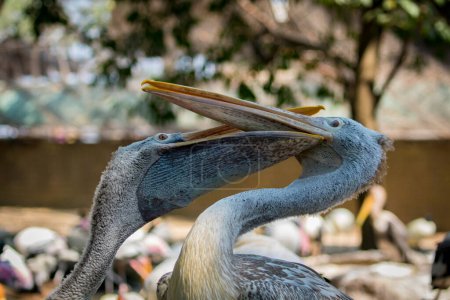 Téléchargez les photos : "Image of Spot-billed pelican ( Pelecanus philippensis). wild animals." - en image libre de droit