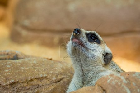 Foto de Imagen de un suricate o suricate sobre fondo natural. Animales salvajes
. - Imagen libre de derechos