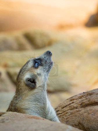 Foto de "Imagen de un suricate o suricate sobre fondo natural. Animales salvajes
." - Imagen libre de derechos