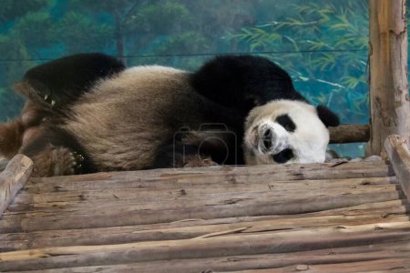 Photo for "Image of a panda is sleeping. Wild Animals." - Royalty Free Image