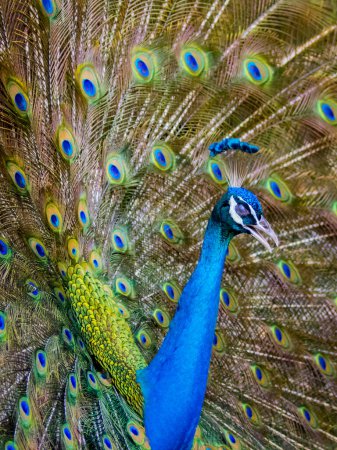 Photo for "Image of a peacock showing its beautiful feathers. wild animals." - Royalty Free Image