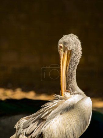 Photo for "Image of a Lesser adjutant stork. wild animals." - Royalty Free Image