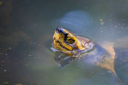 Foto de "Imagen de una cabeza de tortuga de barro en el agua. Anfibios animales
." - Imagen libre de derechos