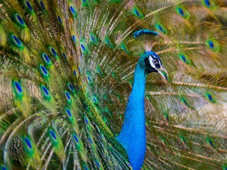 Téléchargez les photos : "Image d'un paon montrant ses belles plumes. animaux sauvages
." - en image libre de droit