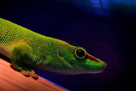 Téléchargez les photos : "Image d'un gecko géant de Madagascar (Phelsuma grandis) sur fond de nature. reptile. Animaux." - en image libre de droit