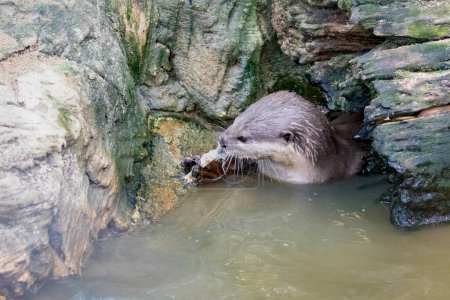 Photo for "Image of an otters feeding on the water. Wild Animals." - Royalty Free Image
