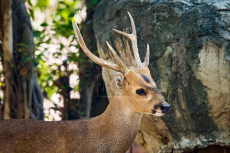 Photo for "Image of a deer on nature background. wild animals." - Royalty Free Image