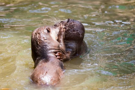 Photo for "Image of an otters on the water. Wild Animals." - Royalty Free Image